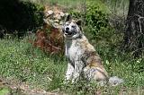 AKITA INU 412